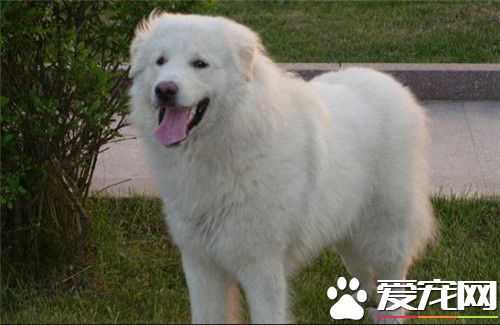 大白熊犬好訓練嗎 大白熊犬怎麼訓練