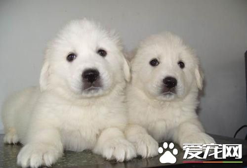 大白熊犬好訓練嗎 大白熊犬怎麼訓練