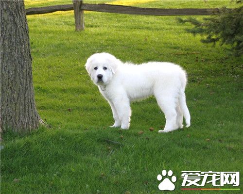 大白熊犬好訓練嗎 大白熊犬怎麼訓練