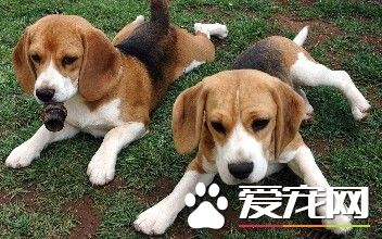 成年比格犬怎麼訓練 成年比格犬的訓練方法