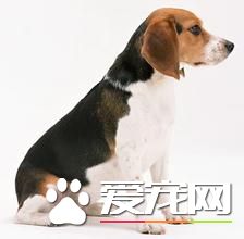 成年比格犬怎麼訓練 成年比格犬的訓練方法