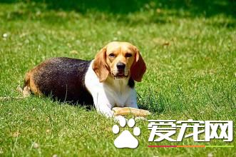 成年比格犬怎麼訓練 成年比格犬的訓練方法