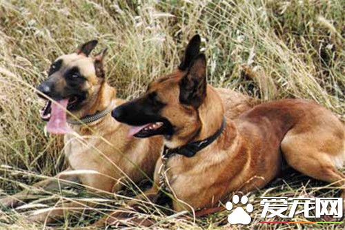 比利時牧羊犬怎麼教 怎麼訓練比利時牧羊犬