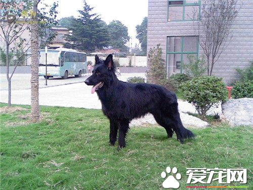 比利時牧羊犬怎麼教 怎麼訓練比利時牧羊犬