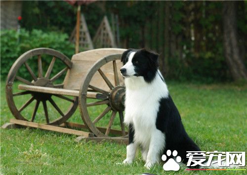邊境牧羊犬可訓練性 可訓練性是很大的