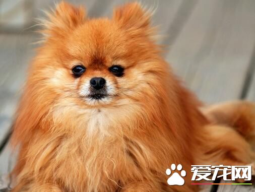 博美犬會咬人嗎 訓練博美犬不咬人的方法