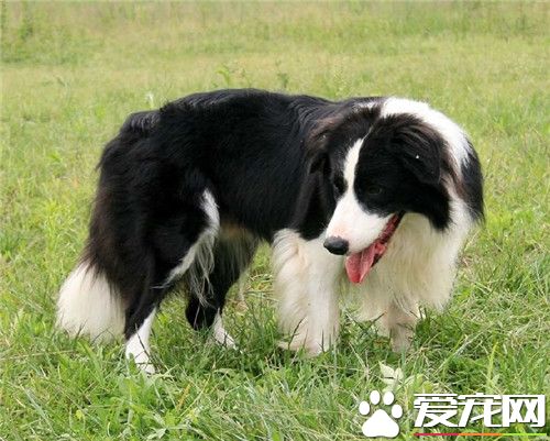 邊境牧羊犬可訓練性 可訓練性是很大的