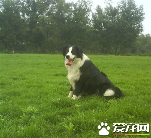 邊境牧羊犬可訓練性 可訓練性是很大的