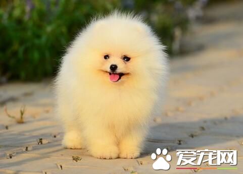 博美犬會咬人嗎 訓練博美犬不咬人的方法