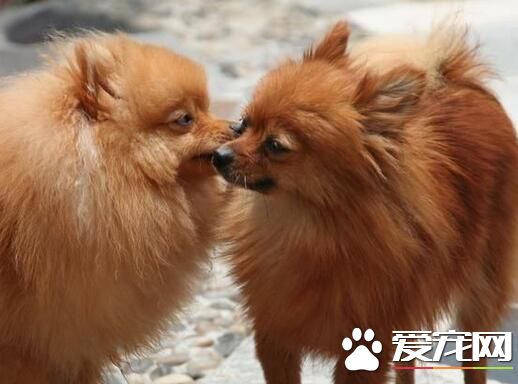 博美犬很不聽話 如何訓練博美犬聽話