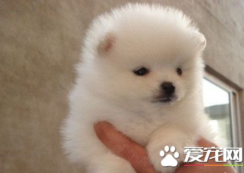 博美犬會咬人嗎 訓練博美犬不咬人的方法