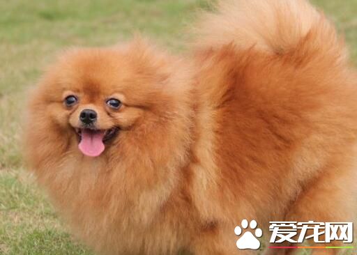 博美犬很不聽話 如何訓練博美犬聽話