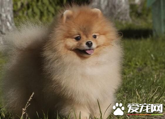 博美犬很不聽話 如何訓練博美犬聽話