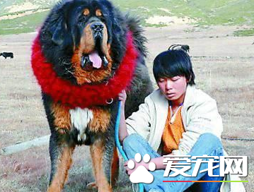 藏獒的馴養 怎麼馴養藏獒才能使其聽話