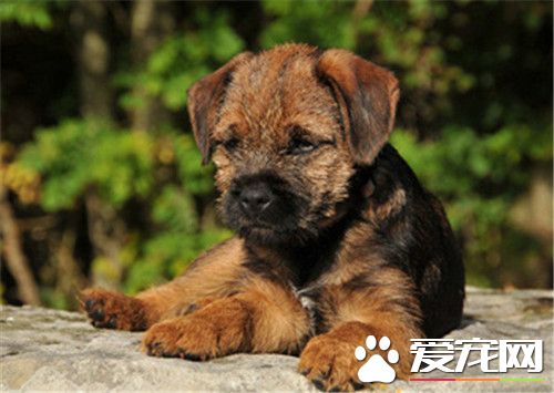家中如何讓邊境梗聽話 首先要按你的指令坐在地上