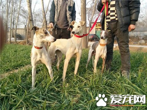 惠比特犬怎麼訓練 一定要多表揚少責斥