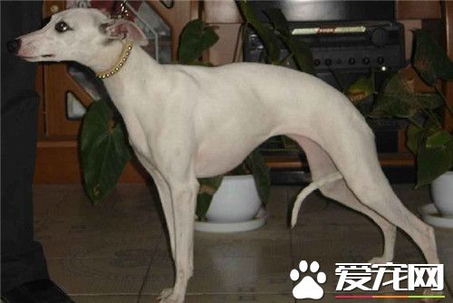 惠比特犬怎麼訓練 一定要多表揚少責斥