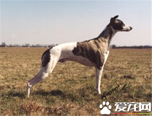 惠比特犬怎麼訓練 一定要多表揚少責斥