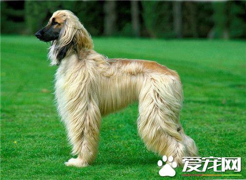 阿富汗獵犬小時候怎麼馴養 馴養前先了解其個性特征