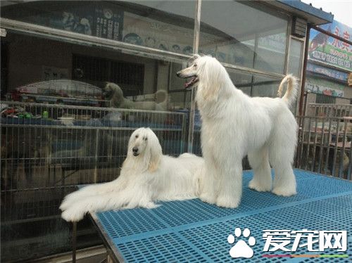 阿富汗獵犬小時候怎麼馴養 馴養前先了解其個性特征