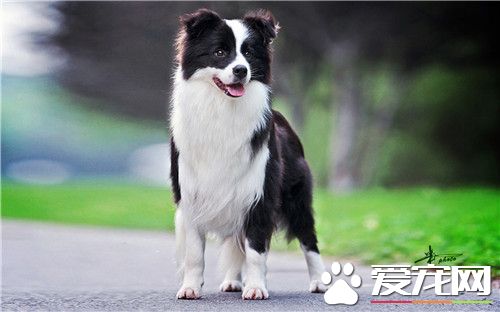 邊境牧羊犬訓練難度 訓練相對來說也比較難