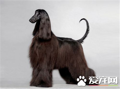 阿富汗獵犬小時候怎麼馴養 馴養前先了解其個性特征