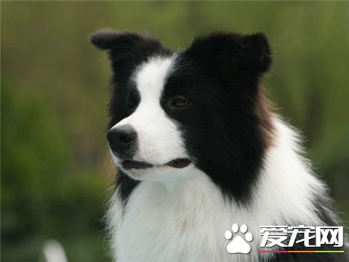 邊境牧羊犬訓練難度 訓練相對來說也比較難