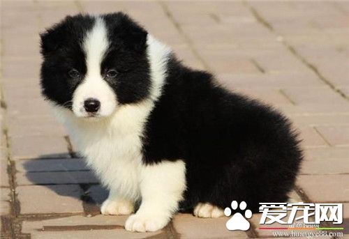 邊境牧羊犬訓練難度 訓練相對來說也比較難