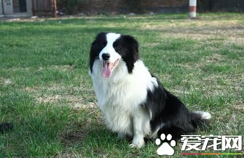 邊境牧羊犬訓練的科目 訓練邊牧需要注意的