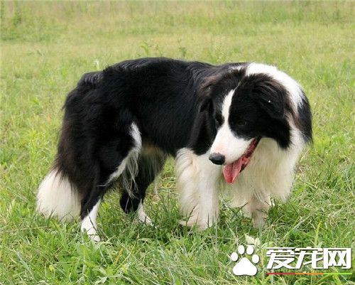 邊境牧羊犬訓練的科目 訓練邊牧需要注意的