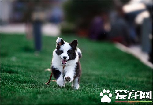 邊境牧羊犬訓練的科目 訓練邊牧需要注意的