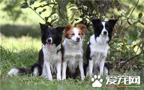 邊境牧羊犬訓練站立 邊境牧羊犬的步伐訓練