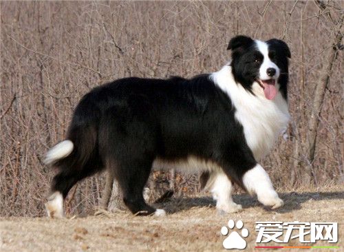 邊境牧羊犬訓練站立 邊境牧羊犬的步伐訓練