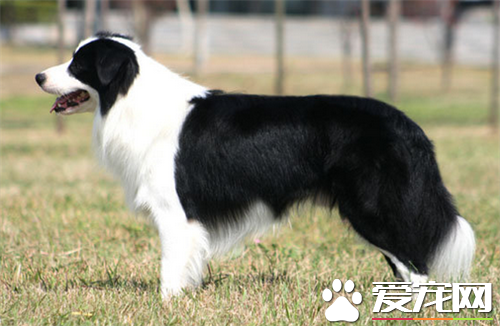 邊境牧羊犬訓練站立 邊境牧羊犬的步伐訓練