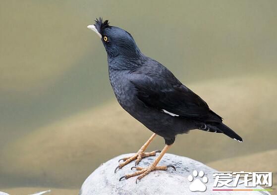如何訓練八哥說話 教八哥說話注意要點
