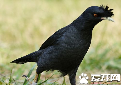 如何訓練八哥說話 教八哥說話注意要點