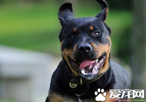 羅威納犬訓練大小便 在固定地方大小便