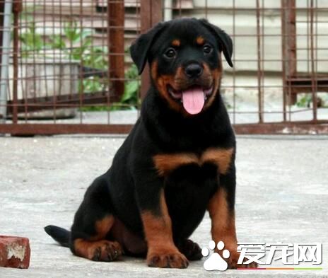 羅威納犬訓練大小便 在固定地方大小便