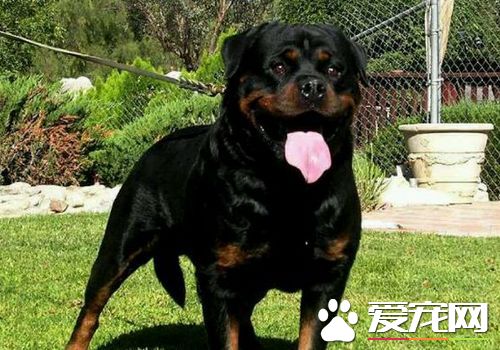 羅威納犬訓練手式 羅威納犬前來的手勢口令