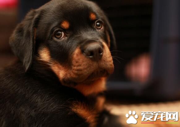 羅威納犬訓練手式 羅威納犬前來的手勢口令