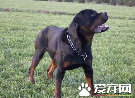 羅威納犬訓練手式 羅威納犬前來的手勢口令