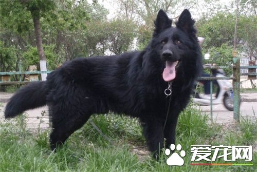 比利時牧羊犬訓練 比利時牧羊犬訓練的重要性