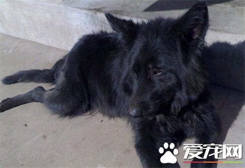 比利時牧羊犬訓練 比利時牧羊犬訓練的重要性