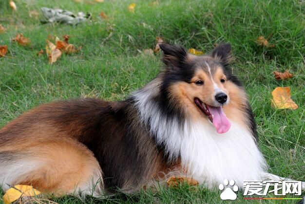 喜樂蒂牧羊犬好訓練嗎 3到6個月就可以訓練