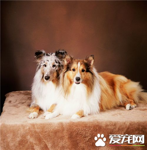 喜樂蒂牧羊犬好訓練嗎 3到6個月就可以訓練