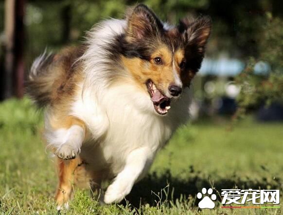 喜樂蒂牧羊犬好訓練嗎 3到6個月就可以訓練