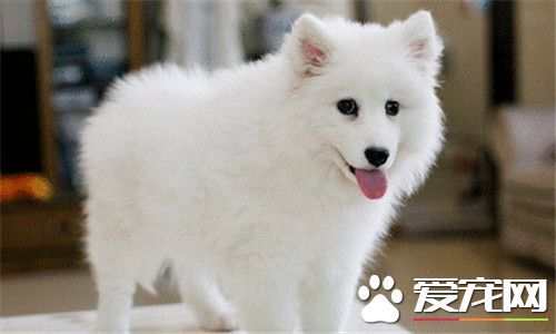 銀狐犬好訓練嗎 銀狐犬的訓練方法有哪些