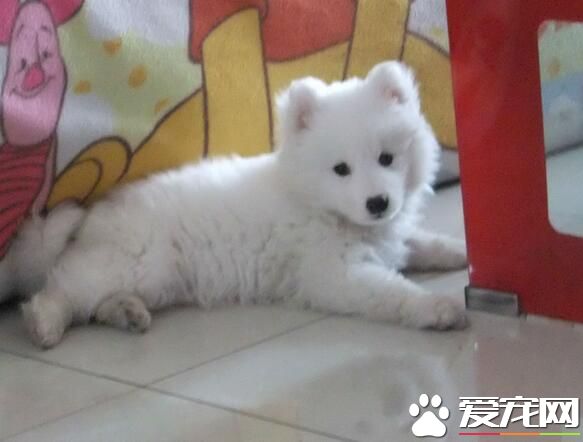 銀狐犬好訓練嗎 銀狐犬的訓練方法有哪些