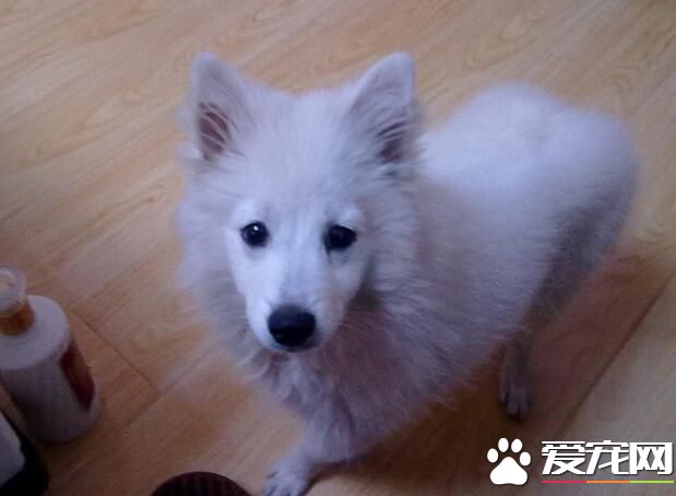 銀狐犬多大開始訓練 三到六個月最適合訓練