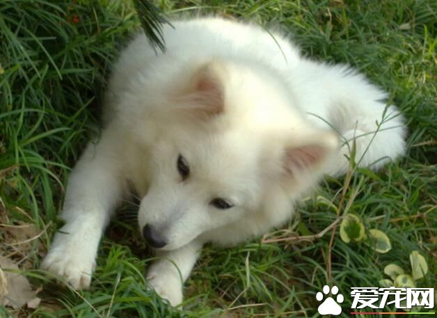 銀狐犬多大開始訓練 三到六個月最適合訓練